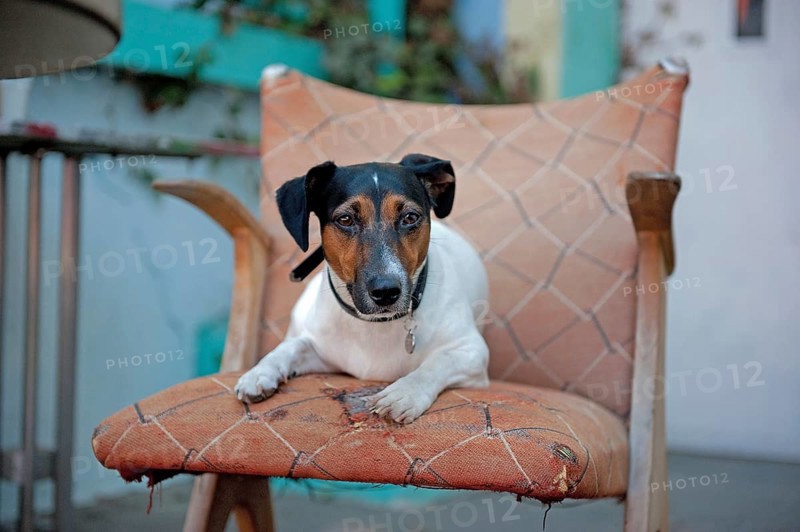 Jack Russell terrier lies on battered armchair