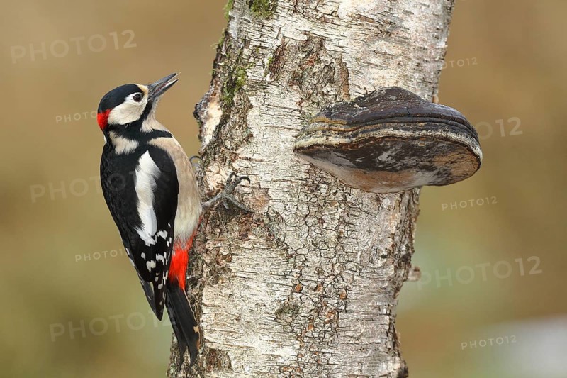 Great spotted woodpecker