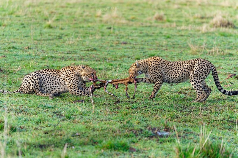 Male and female cheetah