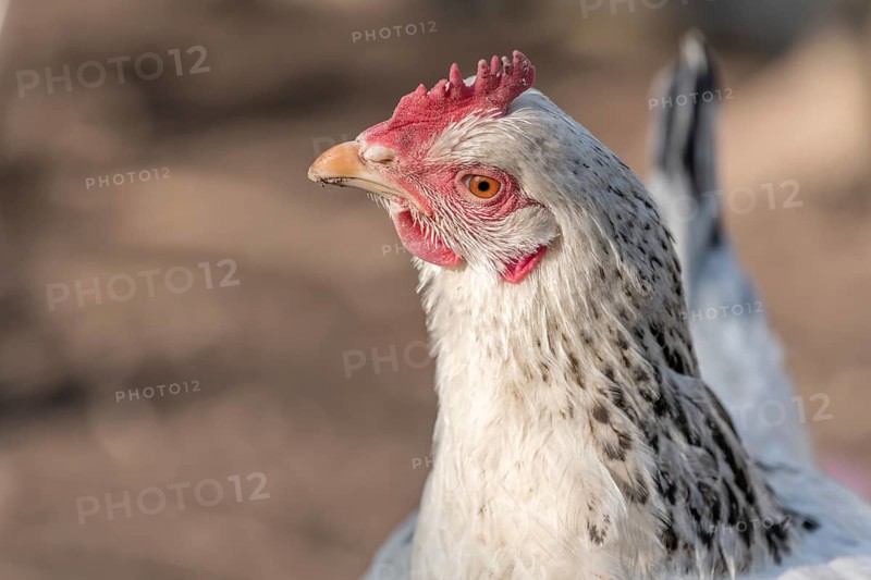 Portrait of a white hen in a chicken coop. France