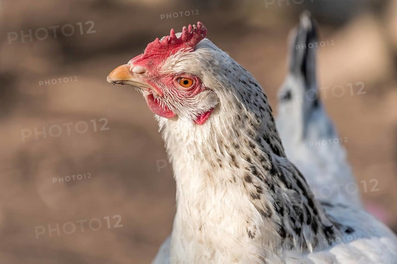 Portrait of a white hen in a chicken coop. France