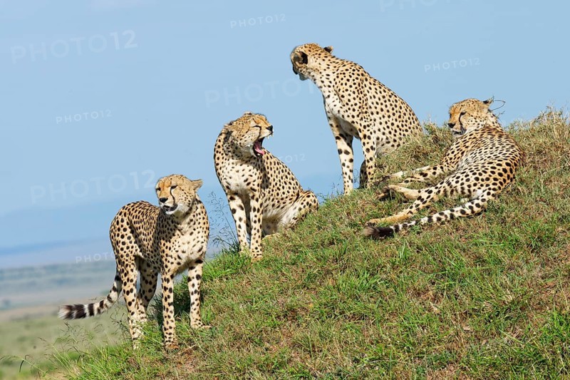 Four male cheetahs
