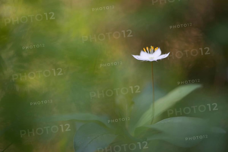Chickweed wintergreen