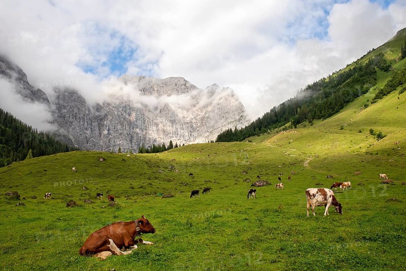 Cows on pasture
