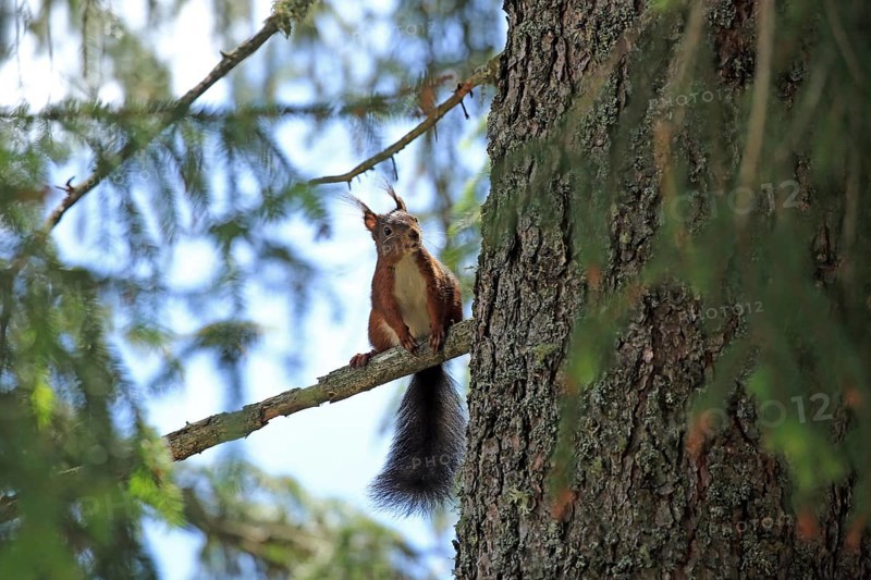 Squirrel