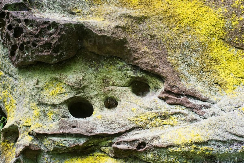 Sulphur lichen