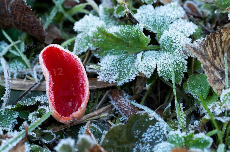 Scarlet elf cup