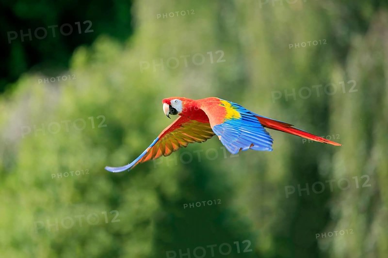Scarlet macaw