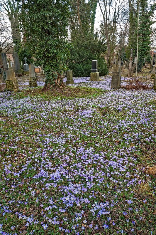 South cemetery and crocuses
