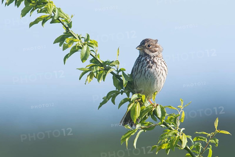 Corn bunting