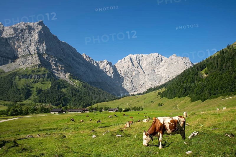 Cows on the pasture
