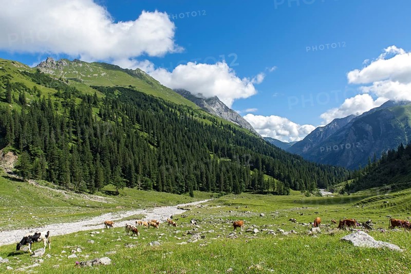 Cows in the Enger Grund mountain pasture area