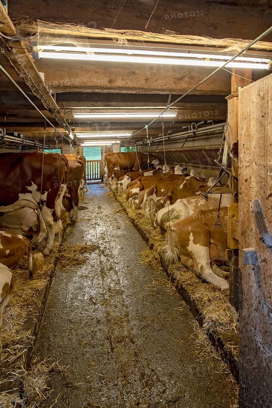 Cows in the stable of an alpine hut