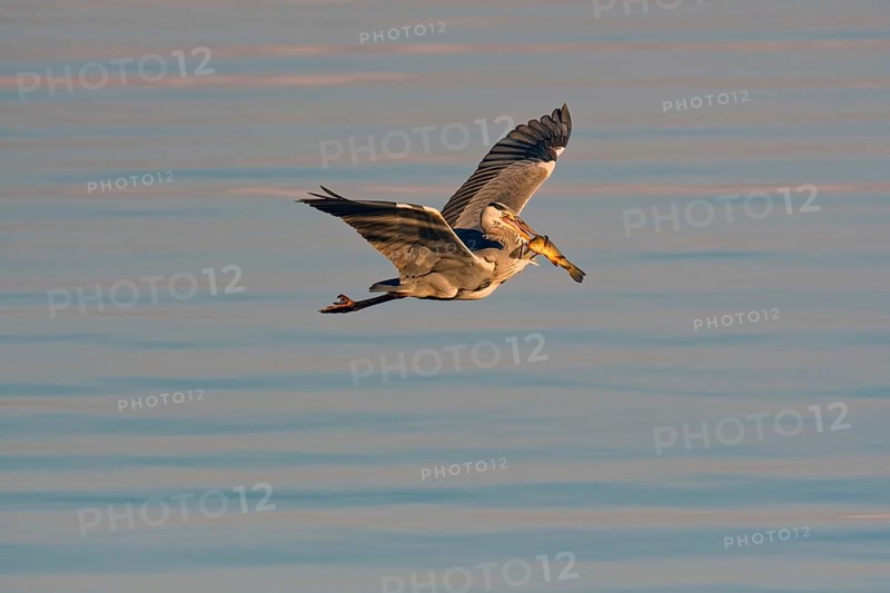 Grey heron