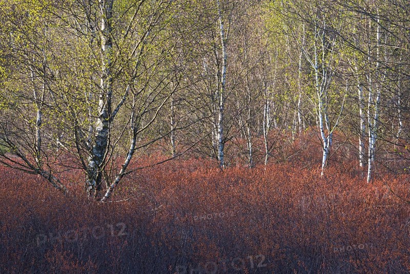 Warty birch
