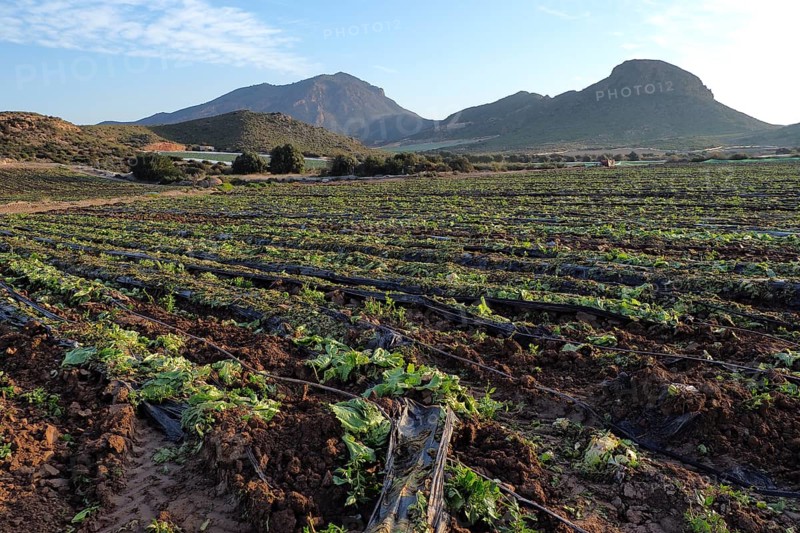 Harvested rows of lettuce field with plastic tarpaulins