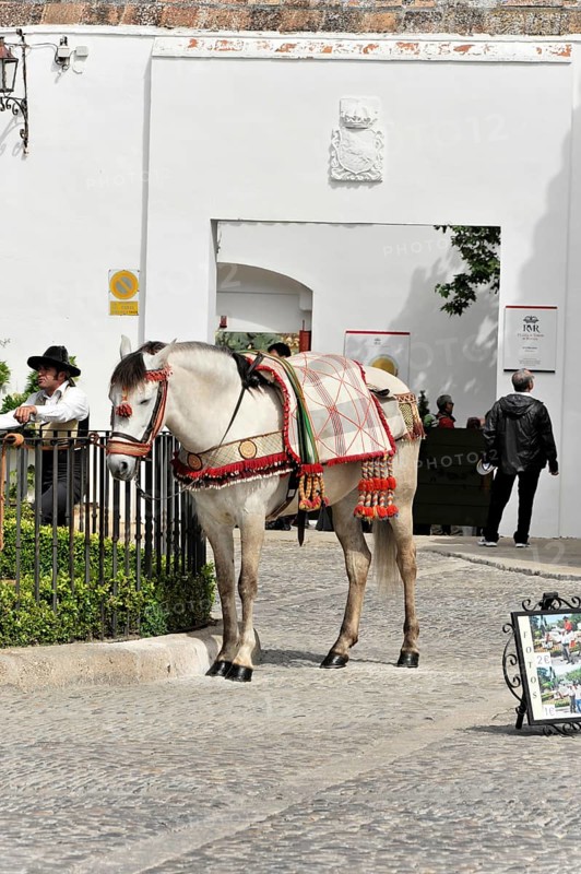 Rider with horse at the bullring of Ronda