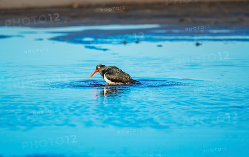 Magellanic oystercatcher