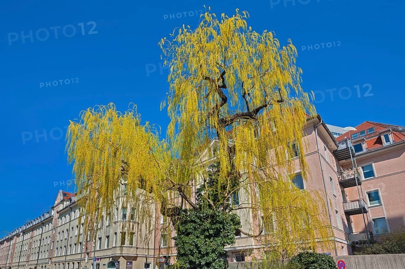 Weeping willow
