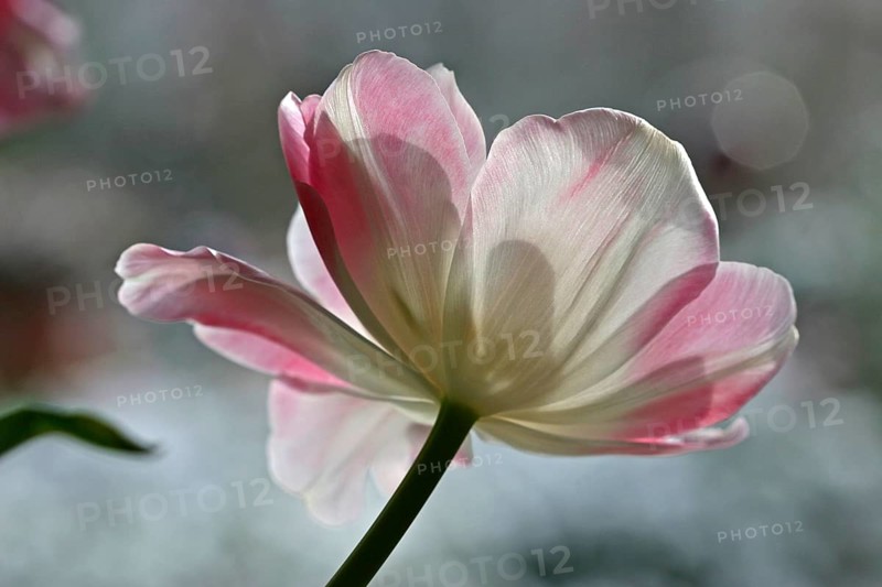 White-pink blossomed tulip