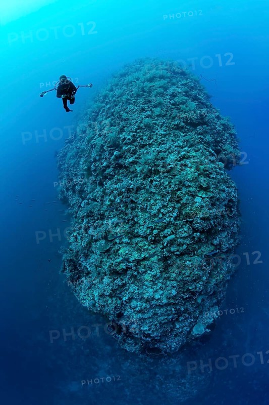 Diver