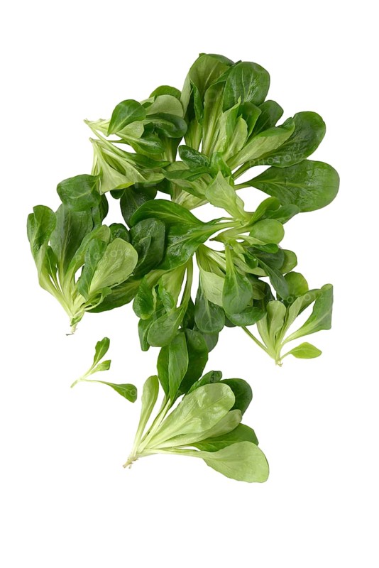Lamb's lettuce