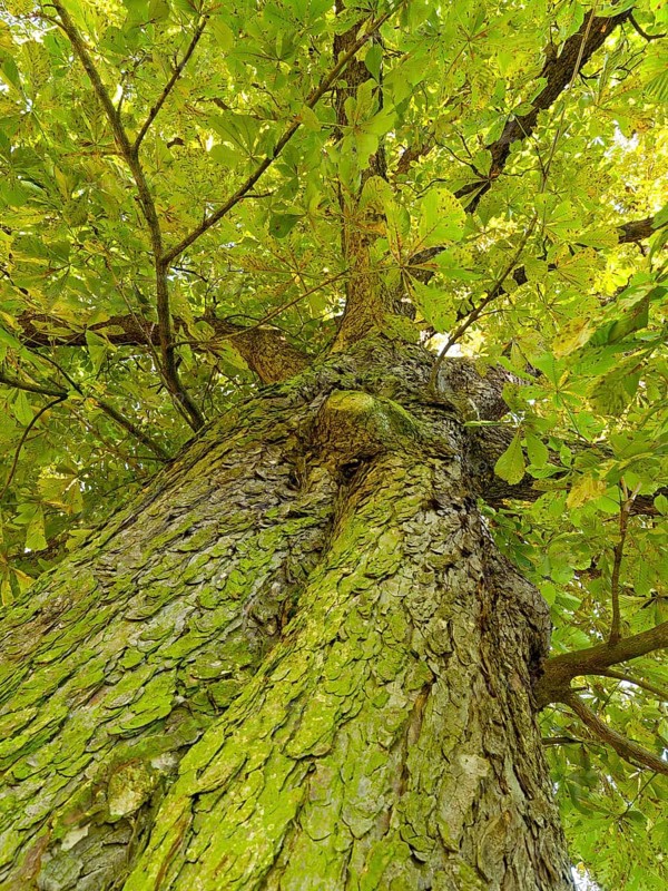 Horse-chestnut