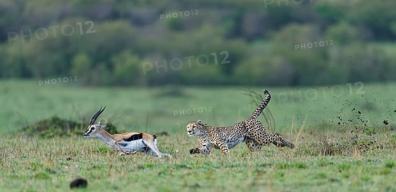 Cheetah
