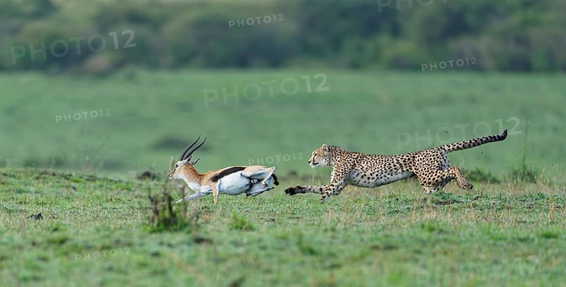 Cheetah