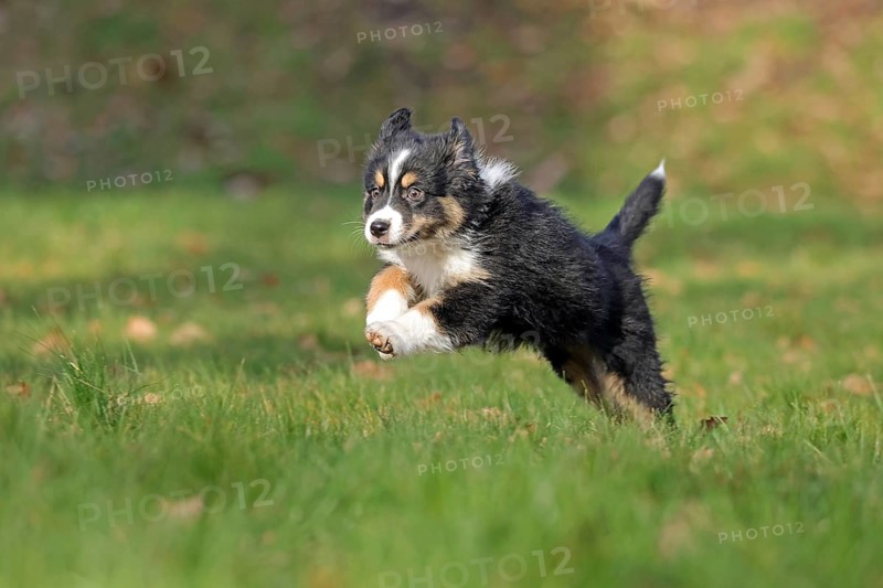 Australian Shepherd