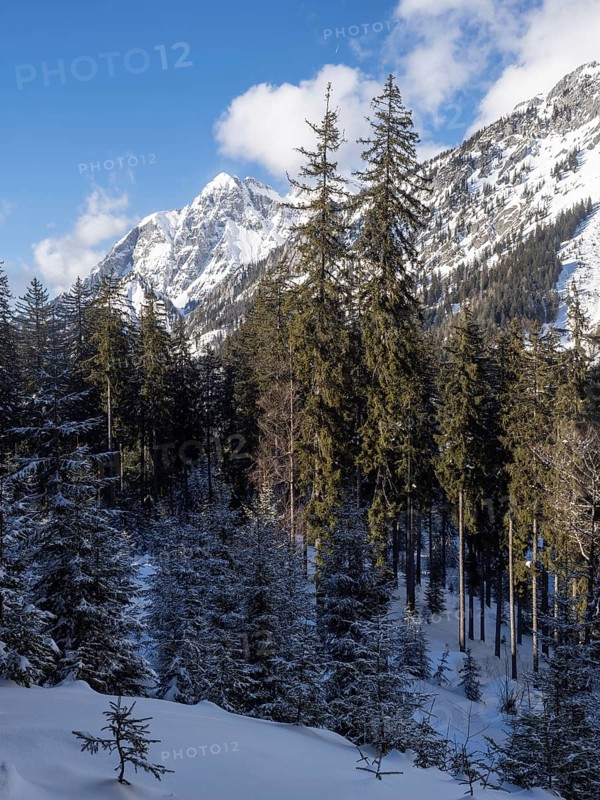 Winter landscape