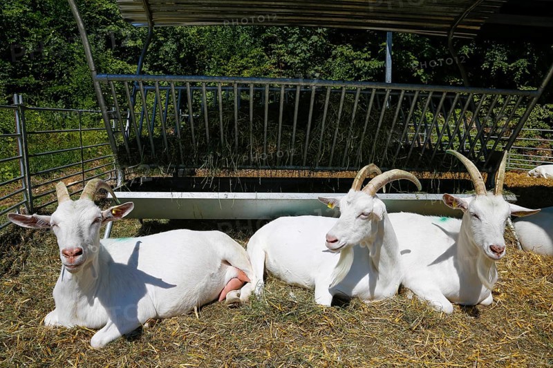 White goats