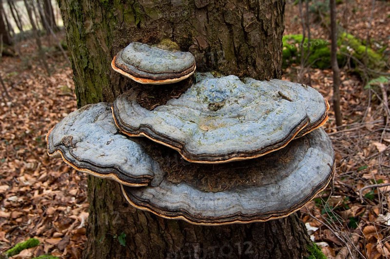 Red banded polypore
