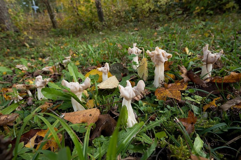 White saddle