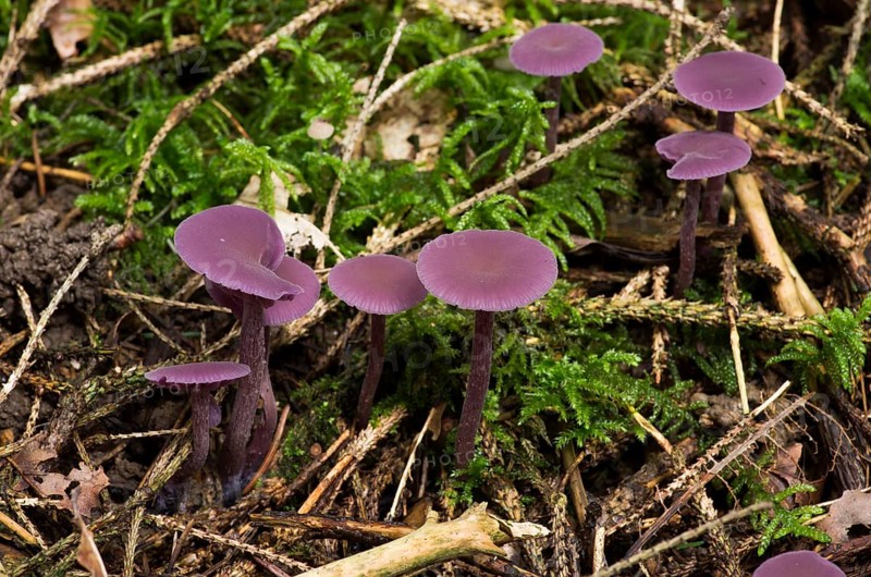 Amethyst deceiver