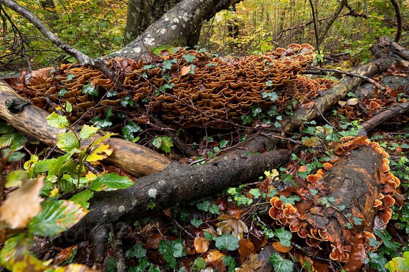Brown velvet layer fungus