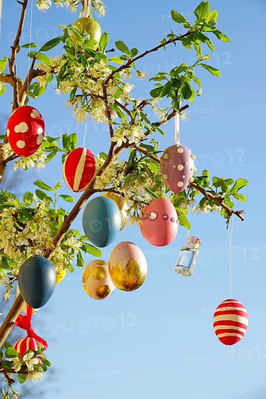 Easter eggs on a blossoming mirabelle plum tree