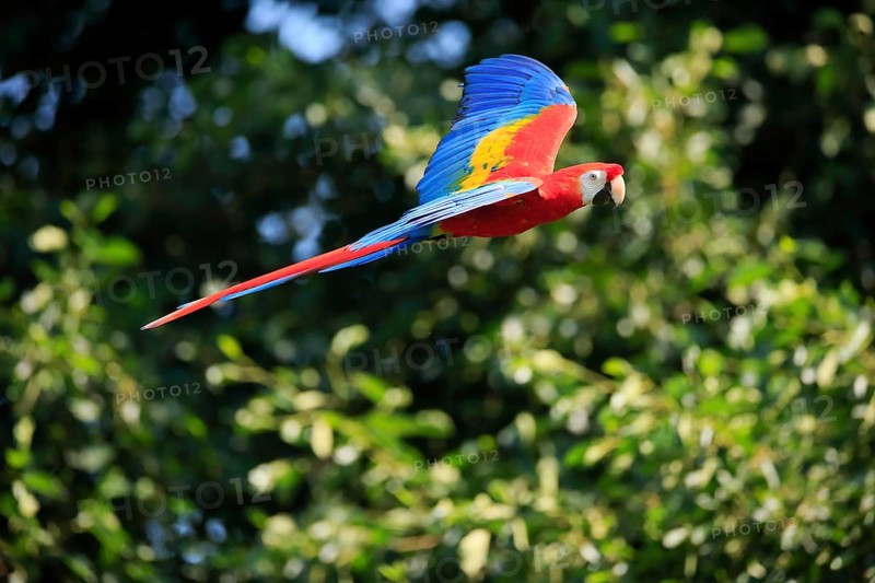 Scarlet macaw