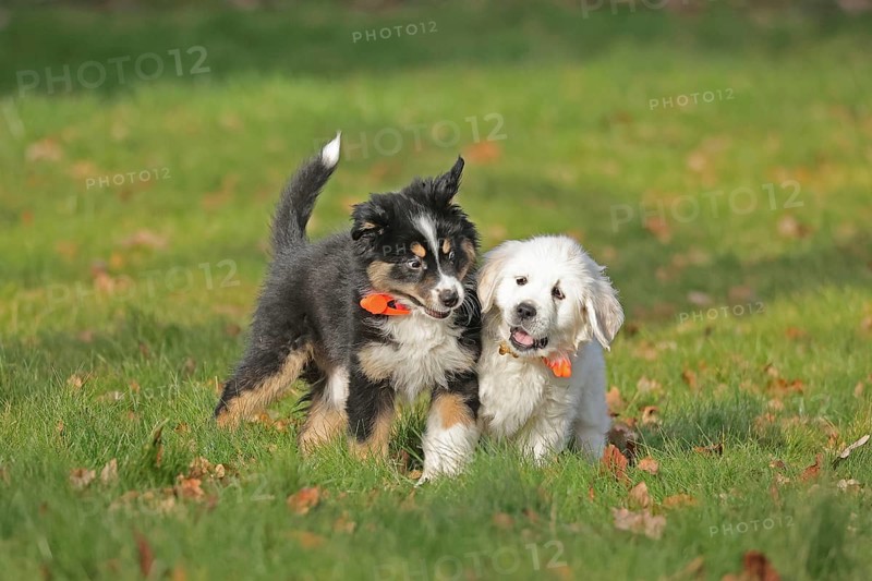 Golden Retriever and Australian Shepherd