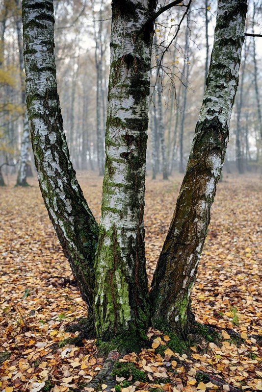 Sand birch