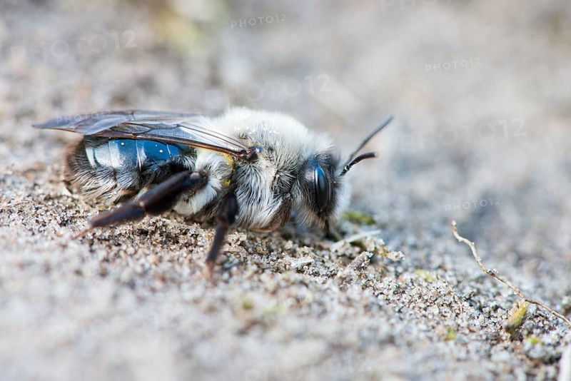 Ashy mining bee