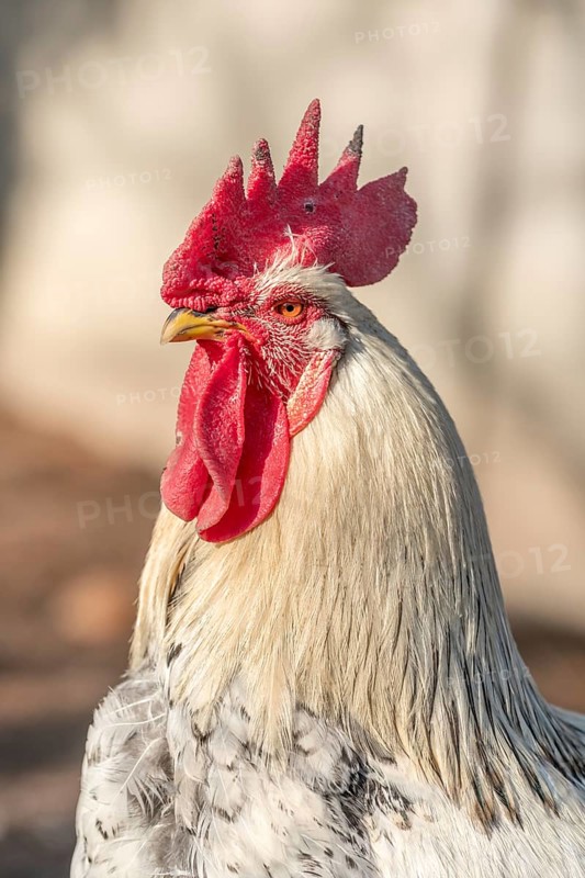 Portrait of a rooster in a chicken coop. France