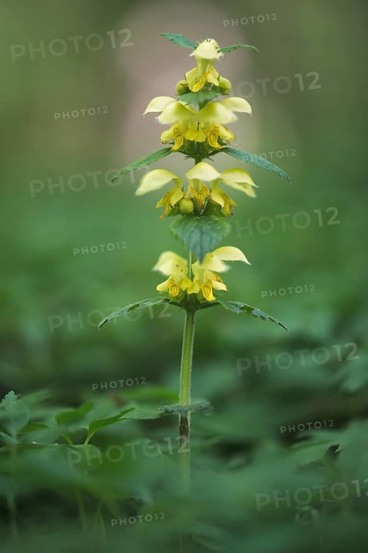 Yellow archangel
