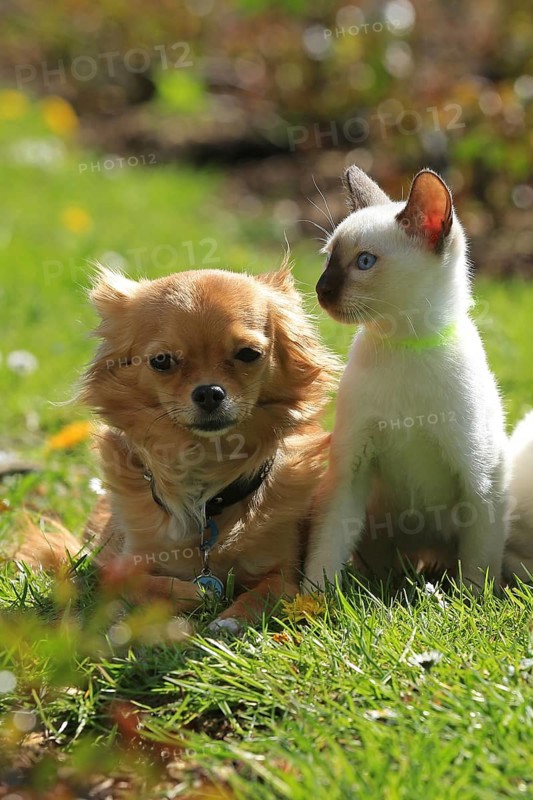 Young Thai cats and Chihuahua