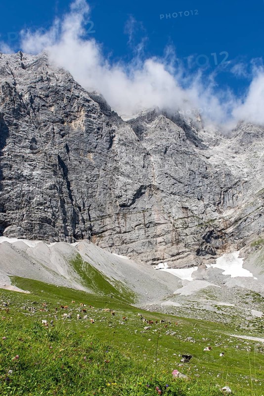 Alpine pasture area Enger Grund with cows