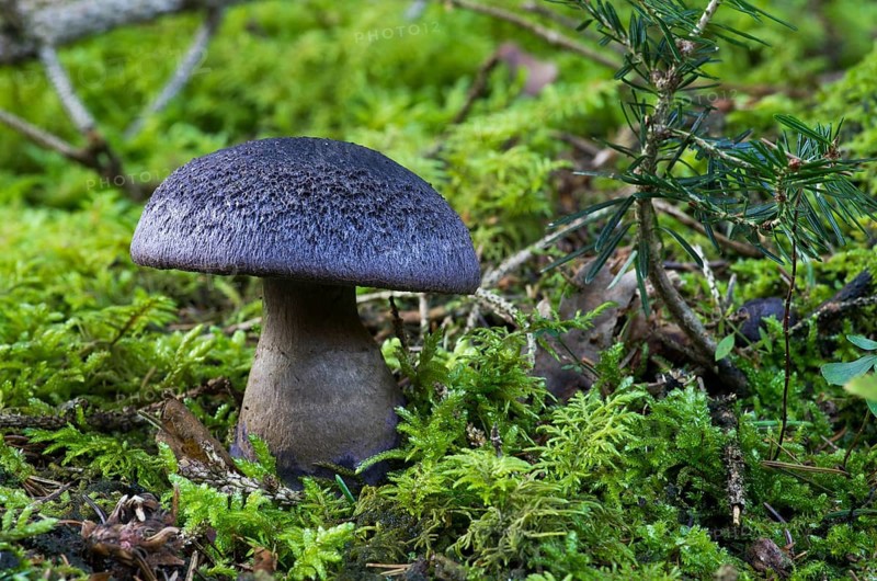 Violet webcap