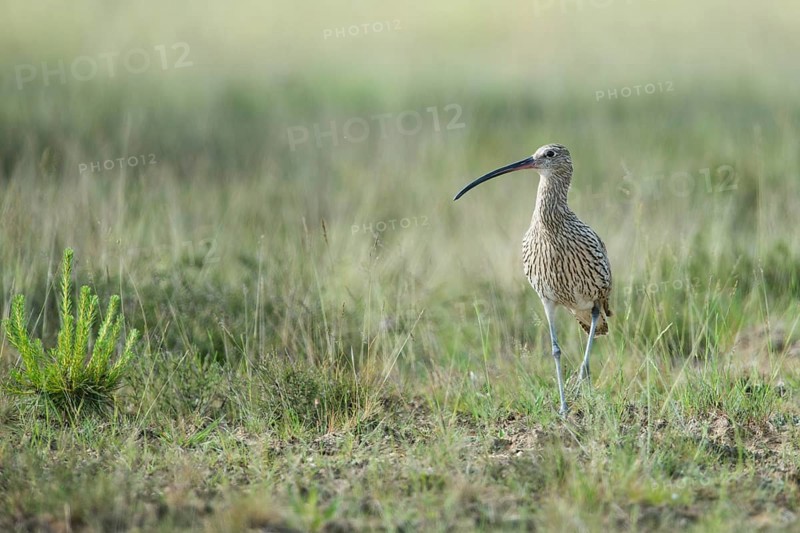 Curlew