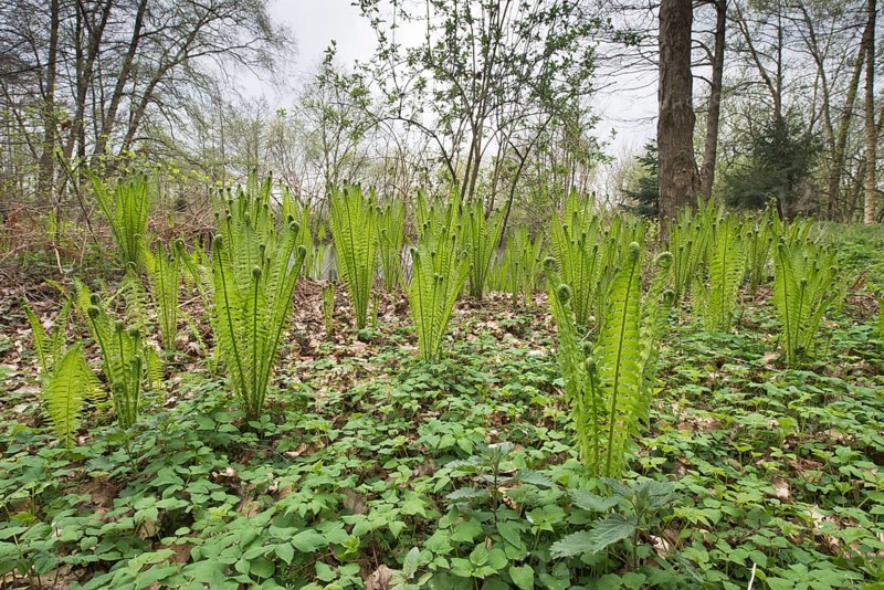 Ostrich fern