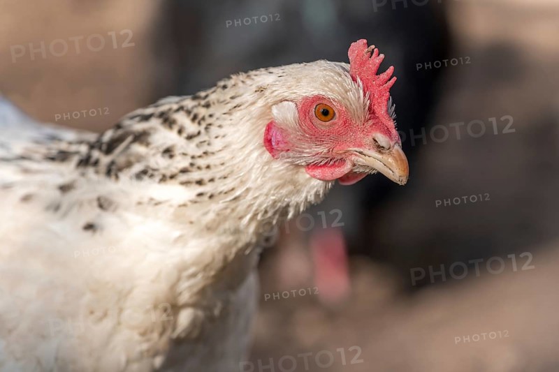 Portrait of a white hen in a chicken coop. France