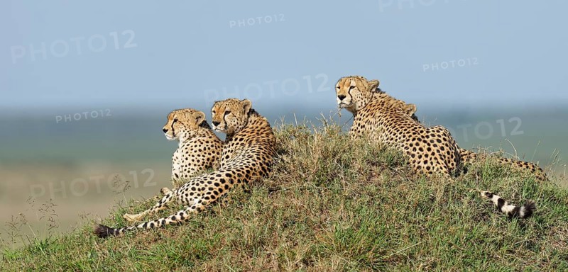 Four male cheetahs